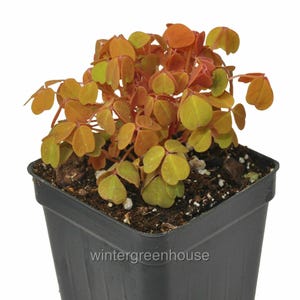 Oxalis spiralis aurea, Amber Plum Crazy, Container Size: 3&quot; (2.6x3.5&quot;)