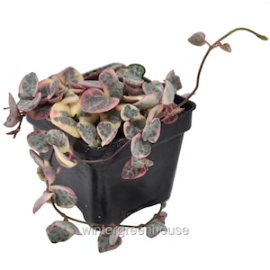 Ceropegia woodii x, String of Hearts Variegated, Container Size: 3&quot; (2.6x2.6&quot;)