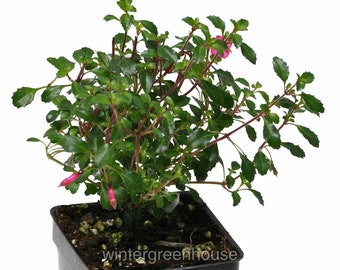 Fuchsia, Lottie Hobby, Fuchsia, ContainerSize: 3" (2.6x3.5")