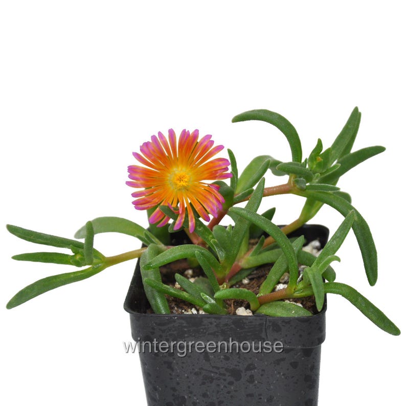 Delosperma hybrid, Ice Plant, Ocean Sunset Orange Glow