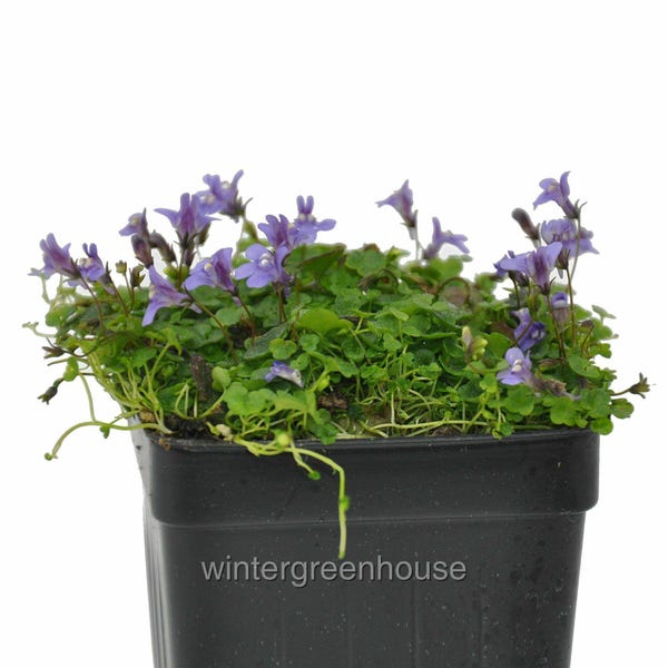 Cymbalaria aequitrilobia, Mini Kenilworth Ivy, Ground Cover, Container Size: 3" (2.6x3.5")