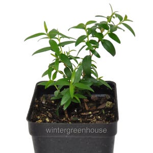 Myrtle, Common Myrtle, Container Size: 3&quot; (2.6x3.5&quot;)