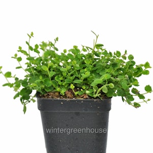 Isotoma fluviatilis, Blue Star Creeper, Container Size: 3" (2.6x3.5")