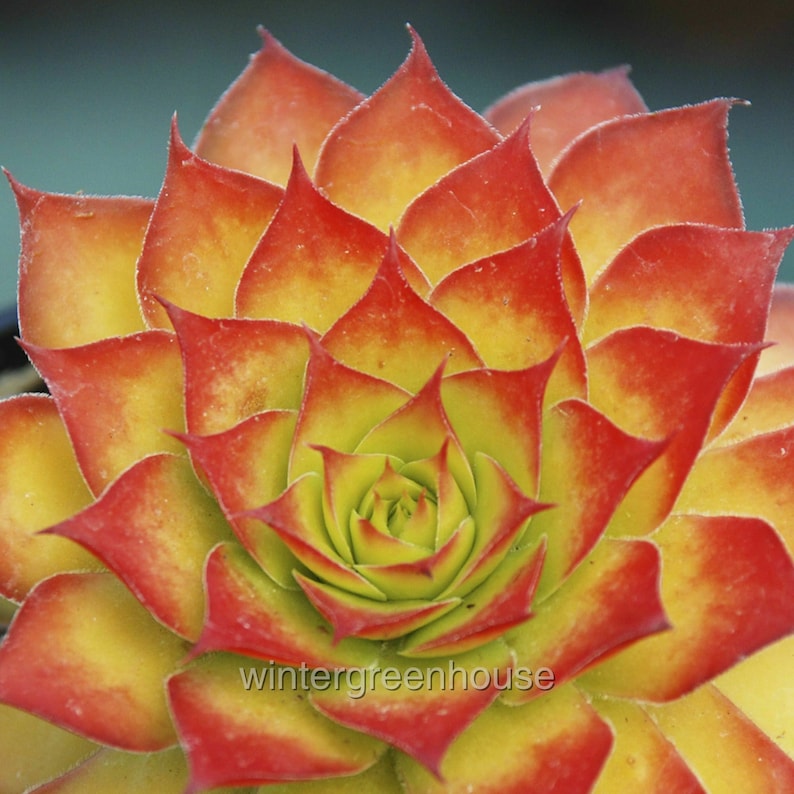Golden nugget sempervivum