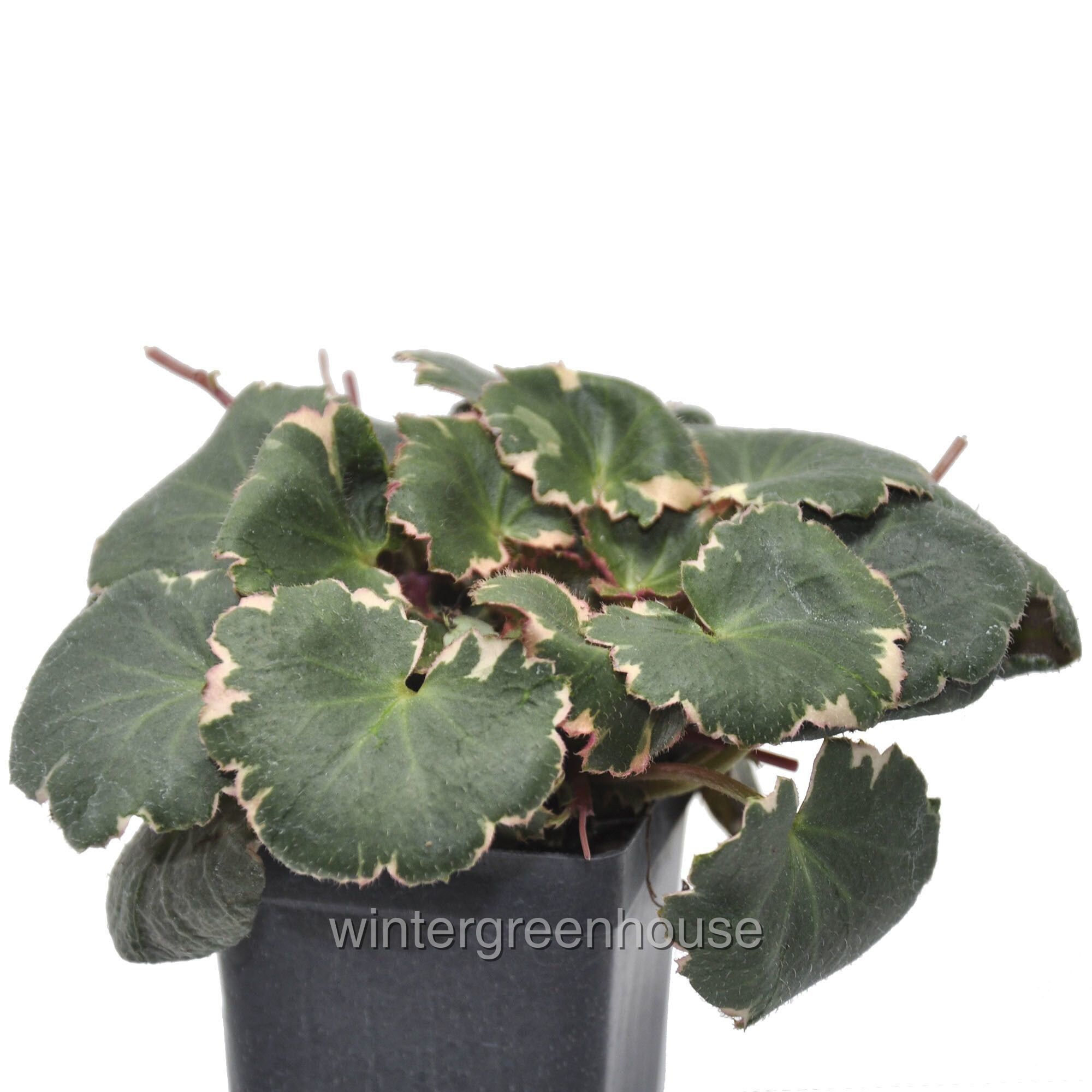 Saxifraga Stolonifera Variegated Strawberry Begonia Etsy Singapore