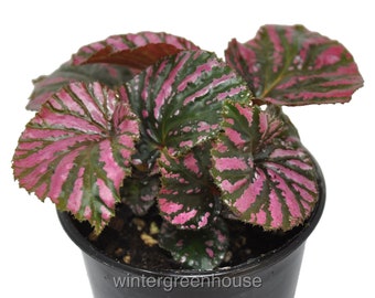 Begonia brevirimosa subsp. Exotica, Edinburgh, Begonia, ContainerSize: 4"