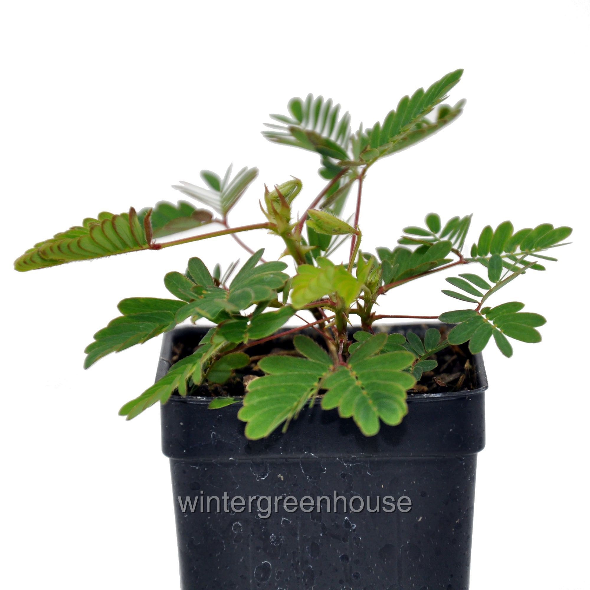 Mimosa pudica, Fairy Sensitive Plant, ContainerSize: 3" (2.6x3.5…