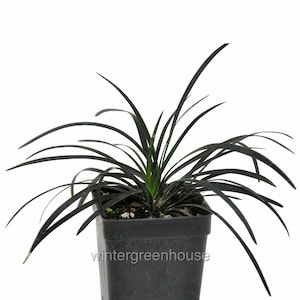 Ophiopogon nigrescens, Black Mondo Grass, Ground Cover, Container Size: 3" (2.6x3.5")