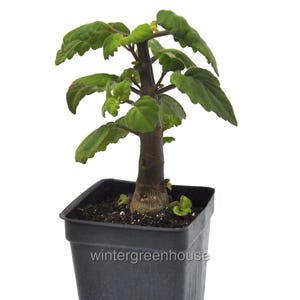 Plectranthus Ernstii Caudex, Bonsai Mint, Caudex, Container Size: 3" (2.6x3.5")