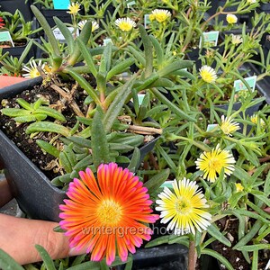 Delosperma hybrid, Ice Plant, Ocean Sunset Orange Glow