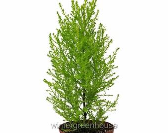 Cupressus macrocarpa, Lemon Cypress Cone, ContainerSize: 4"