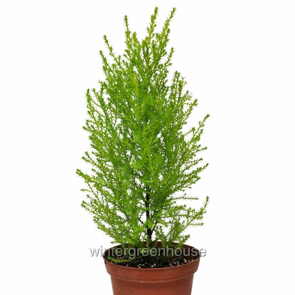 Cupressus macrocarpa, Lemon Cypress Cone, ContainerSize: 4"