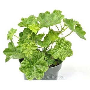 Pelargonium peltatum, Crocodile, Ivy Geranium, Ivy Leaved Geranium, Container Size: 4.5&quot;