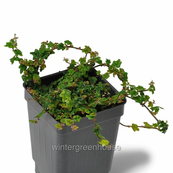 Ficus pumila, Quercifolia minima, Tiny Oak Leaf Creeping Fig, ContainerSize: 3" (2.6x3.5")