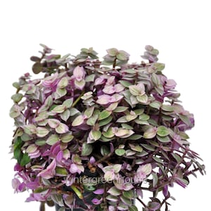 Callisia repens, Turtle Vine, Pink Lady, Container Size: 3" (2.6x3.5")