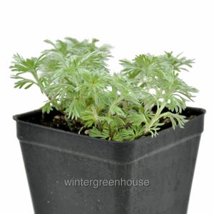 Artemisia schmidtiana, Silver Mound, Silvermound, Ground Cover, Container Size: 3.5"