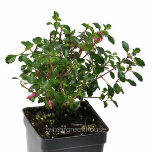 Fuchsia, Lottie Hobby, Fuchsia, Container Size: 3&quot; (2.6x3.5&quot;)