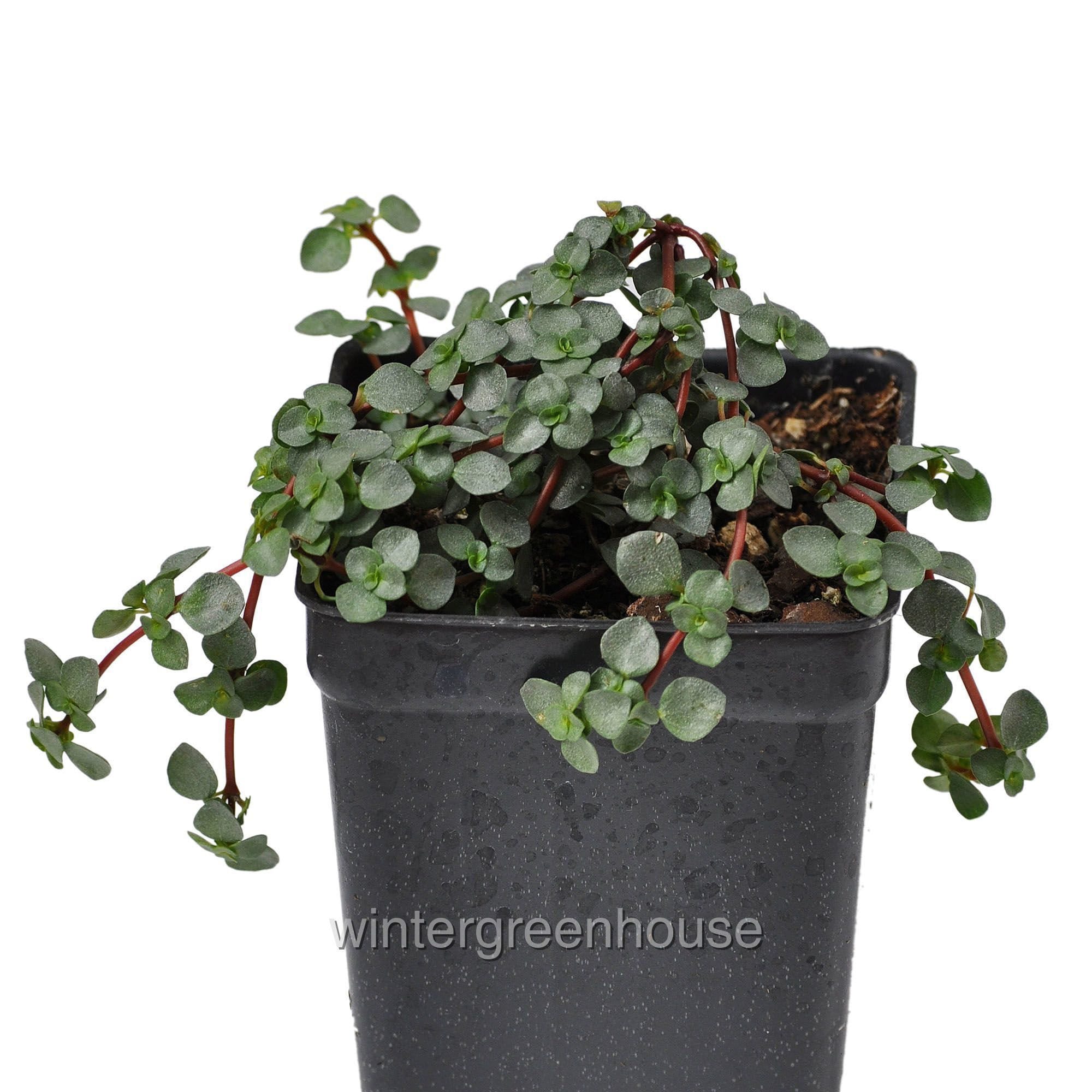 Pilea glauca, Red Stem Pilea, Silver Sprinkles, Aquamarine, Container…