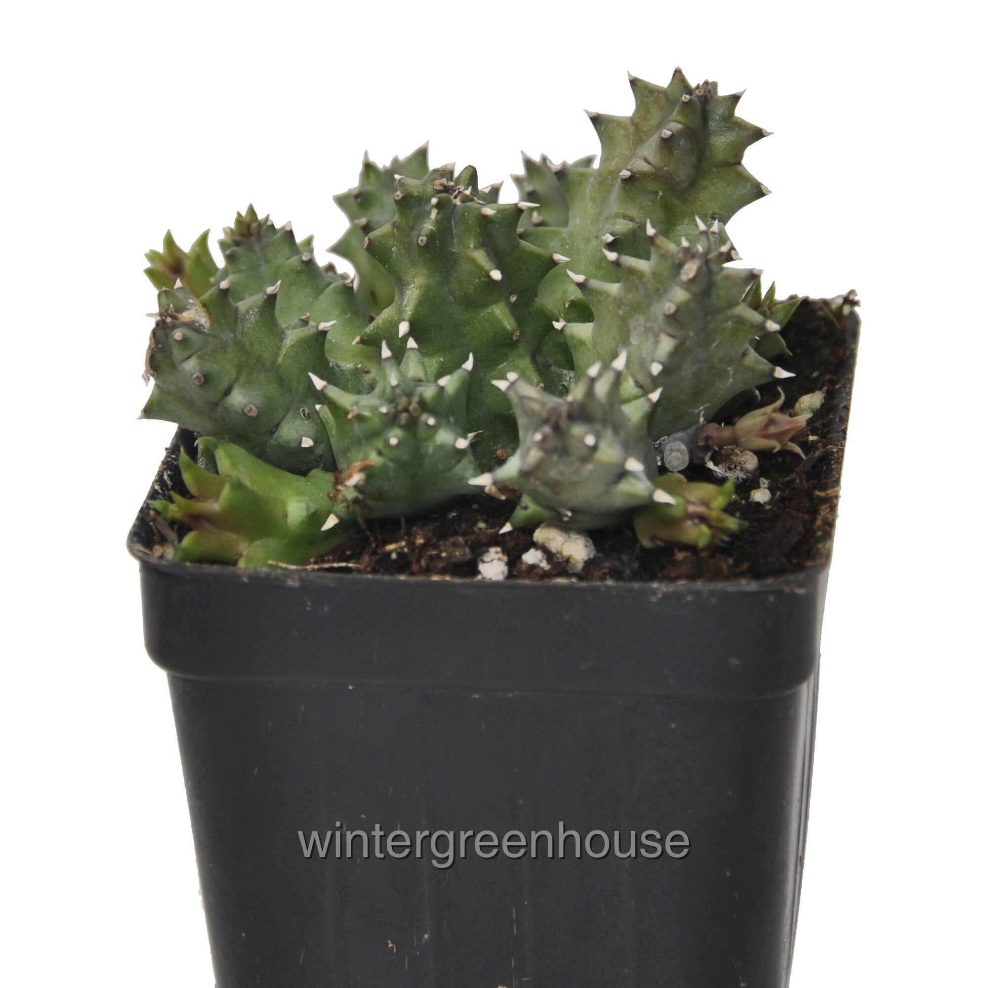 Huernia zebrina, Lifesaver Plant, ContainerSize: 3" (2.6x3.5&quo…