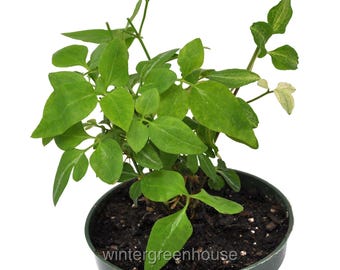 Clematis terniflora 'Paniculata', Sweet Autumn, Clematis, Container Size: 4.5"