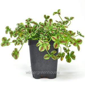 May include: A potted shamrock plant with green leaves and maroon markings. The plant is in a black plastic pot. The text "wintergreenhouse" is visible at the bottom of the pot. The plant is set against a white background.