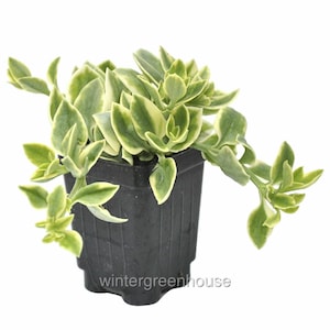 Aptenia cordifolia variegata, Dorotheanthus, Crystal, Baby Sun Rose, Container Size: 3&quot; (2.6x3.5&quot;)