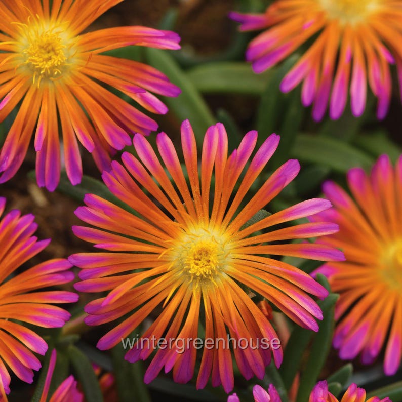 Delosperma hybrid, Ice Plant, Ocean Sunset Orange Glow