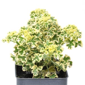 May include: A potted plant with green and yellow variegated leaves and small yellow flowers. The plant is in a black plastic pot.