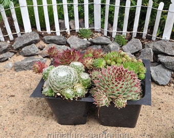 Hen & Chicks Collection, Sempervivum, for Miniature Garden, Fairy Garden