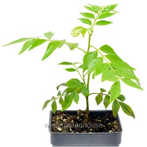 May include: A small curry leaf plant in a square black pot. The plant has bright green leaves and a slender brown stem. The pot contains dark soil. The text "wintergreenhouse" is visible on the pot.