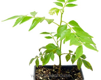 Murraya koenigii, Sweet Neem, Murraya Curry Leaf Plant, Container Size: 3" (2.6x3.5")