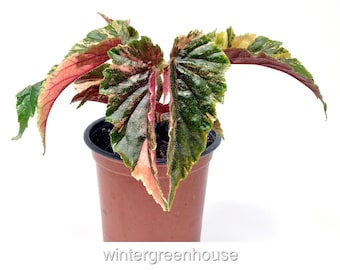 Begonia 'Ginny Galaxy', Container Size: 3.5"