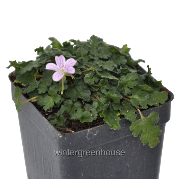 Erodium x variabile Flore Pleno, ContainerSize: 3" (2.6x3.5")