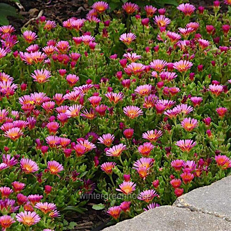 Delosperma hybrid, Ice Plant, Ocean Sunset Orange Glow