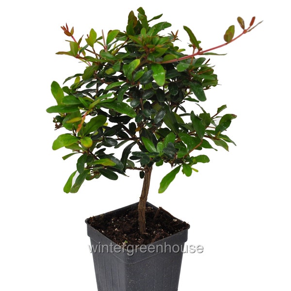 Punica granatum nana, Dwarf Pomegranate Bonsai Tree, ContainerSize: 3" (2.6x3.5")