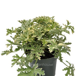 May include: A potted plant with green and cream-colored leaves. The leaves have a scalloped edge and are arranged in a dense, bushy form. The pot is dark green, and the plant appears healthy and vibrant. The text "wintergreenhouse" is visible on the pot.
