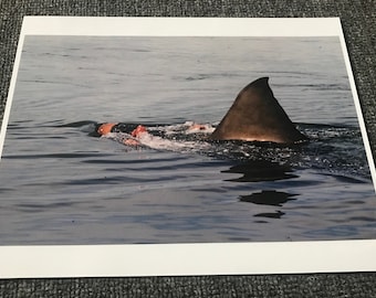 JAWS Glossy Color Photo! Deleted Estuary Attack Scene! Ted Grossman! Great White Shark! Universal Studios!