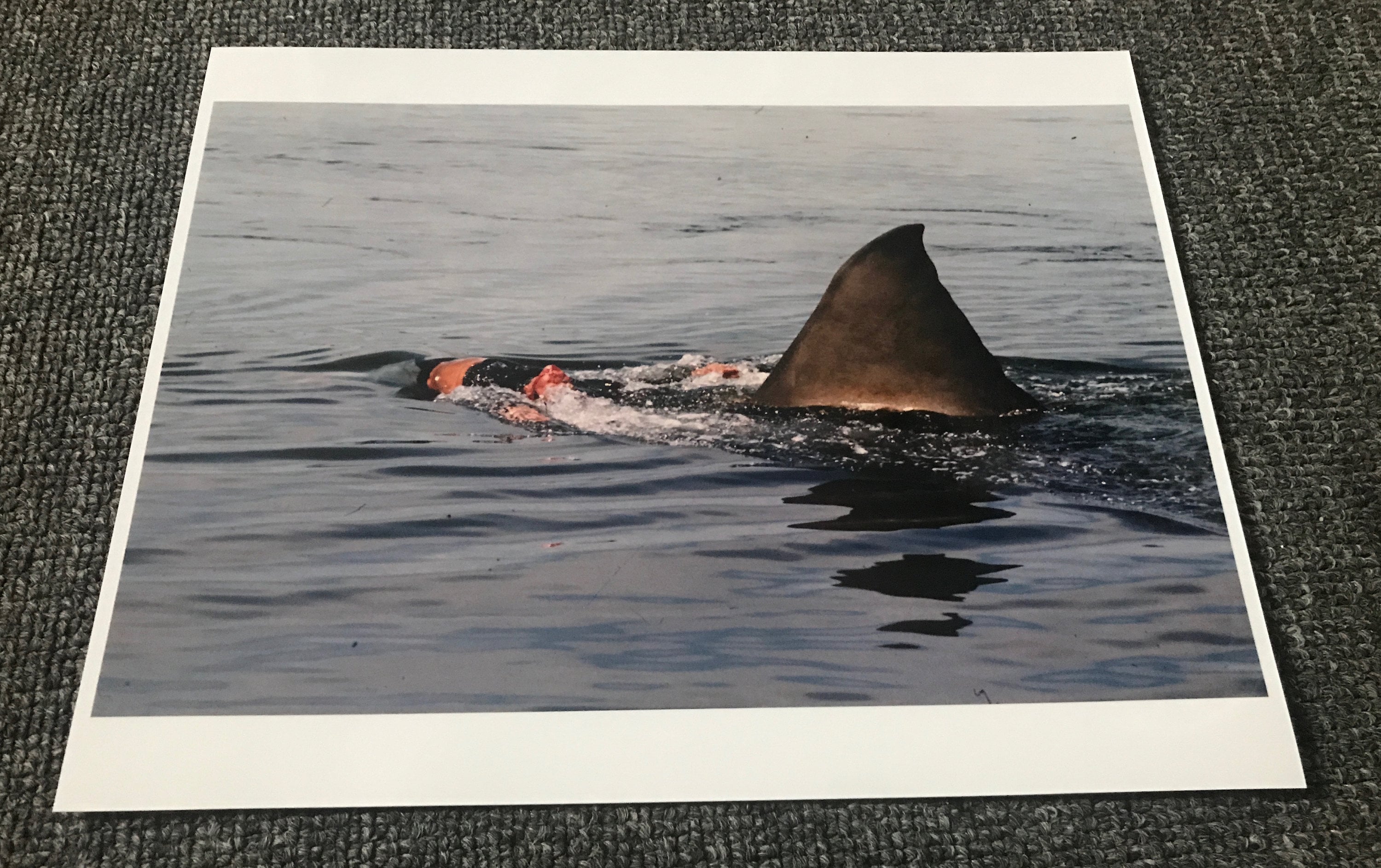 JAWS Glossy Color Photo! Deleted Estuary Attack Scene! Ted Grossman! Great  White Shark! Universal Studios!