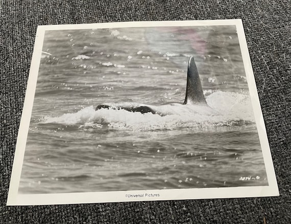 Rare, Original 1975 JAWS Newspaper Photo Shark Approaching Hard to