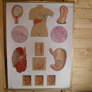 以下が含まれることがあります： 肺、胃、生殖器系など、人体の臓器のイラストが描かれた解剖図。耳の図や組織サンプルの断面図も含まれています。配色は主にベージュ、茶色、赤色です。