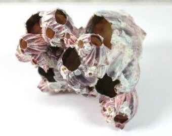 Extra Large Barnacle Cluster 12-15/" for Aquarium Fish Tank Terrarium Ornament