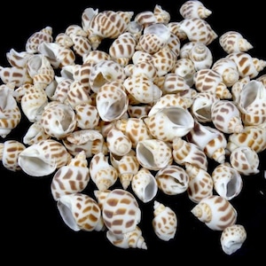 150 gram Babylonia seashells craft seashells beach decor craft shells set seashells centerpiece craft supplies nautisch thema
