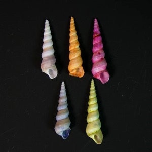 10 Spiral Turritella Seashells Craft Seashells Beach Decor Craft Shells Set Of Seashells Centerpiece Craft Supplies Ocean Theme