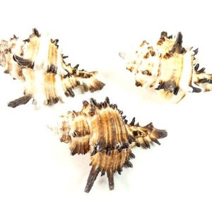 3 versetzt Murex Muscheln Spitze Murex Handwerk Muscheln Strand Dekor Handwerk Muscheln Set Muscheln Herzstück Handwerk liefert nautischen Thema