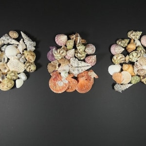 500 gram mix van grote schelpen ambacht schelpen strand decor craft shells set van schelpen centerpiece craft supplies nautisch thema