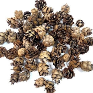 55 Small Pine Cones Craft Supplies Scrapbooking Mini Pine Cones Miniature Pine Cones Craft Pine Cones