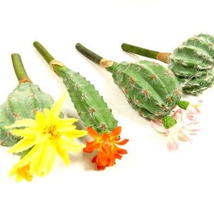 Las mejores ofertas en Cactus Decoración Floral Artificial