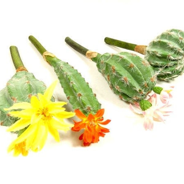 Artificial Christmas Cactus Etsy