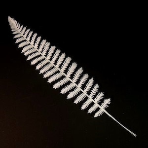 Peut inclure: Une seule fronde de fougère blanche avec des feuilles délicates et plumeuses sur un fond noir.