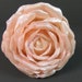 see more listings in the Fleurs/Plantes section